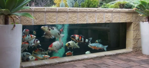 25 Desain Aquarium Outdoor yang Menakjubkan